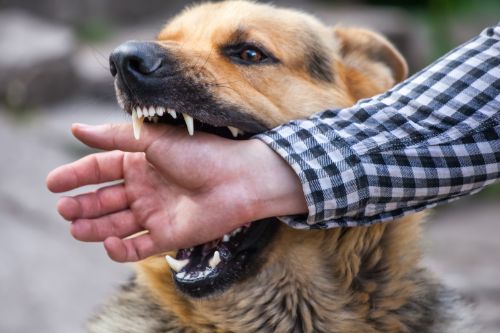 Understanding Punitive Damages in Georgia Dog Bite Lawsuits